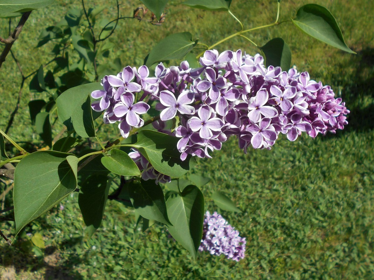 Сирень обыкновенная Сенсация - фото 5