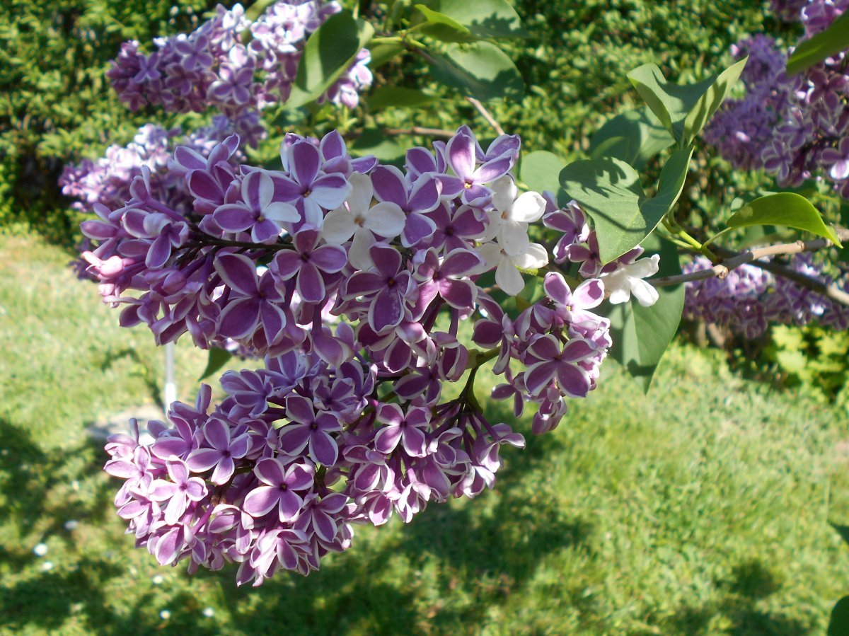 Сирень обыкновенная Сенсация - фото 8