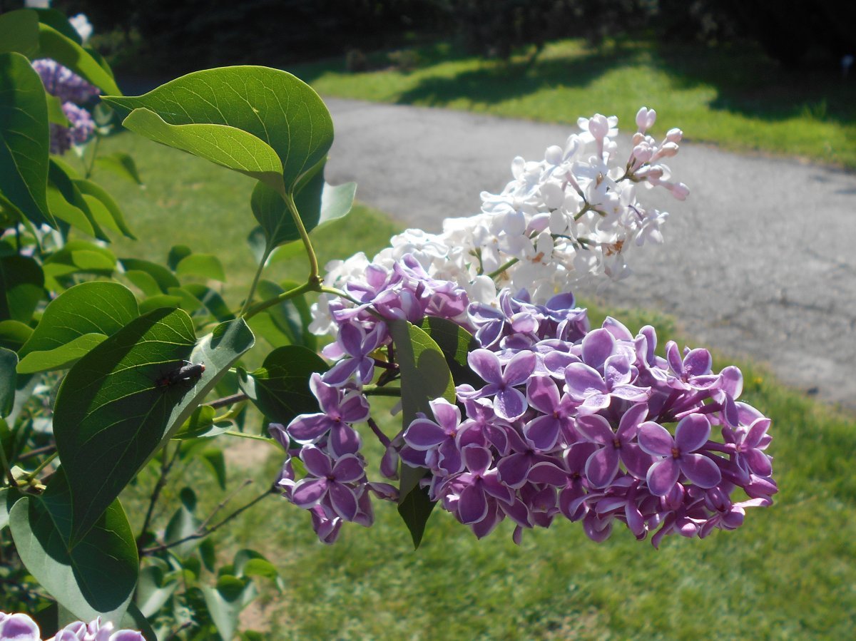 Сирень обыкновенная Сенсация - фото 7