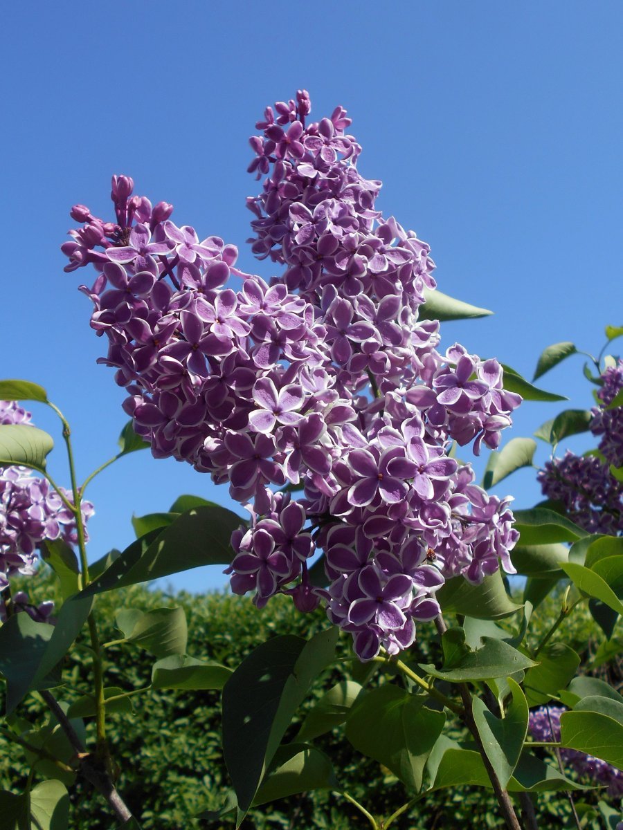 Сирень обыкновенная Сенсация - фото 9