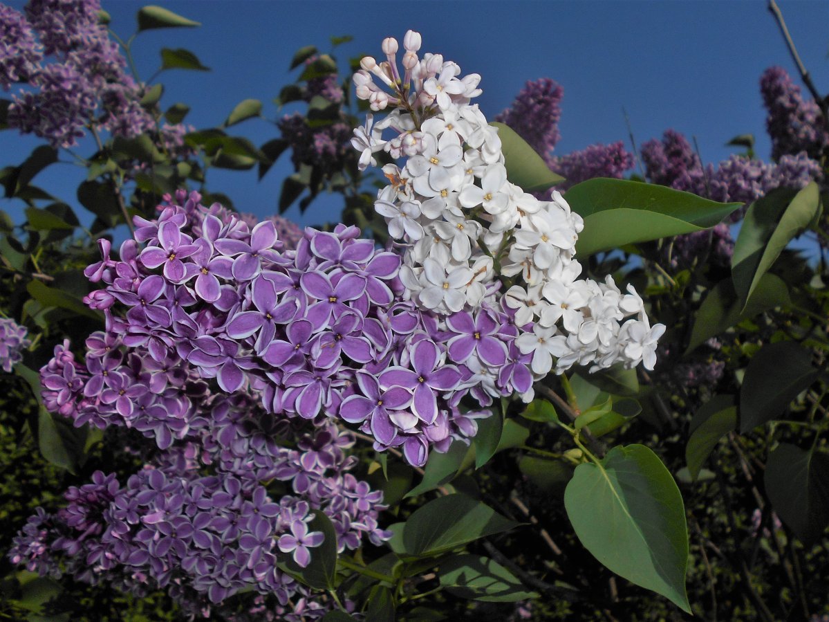 Сирень обыкновенная Сенсация - фото 11