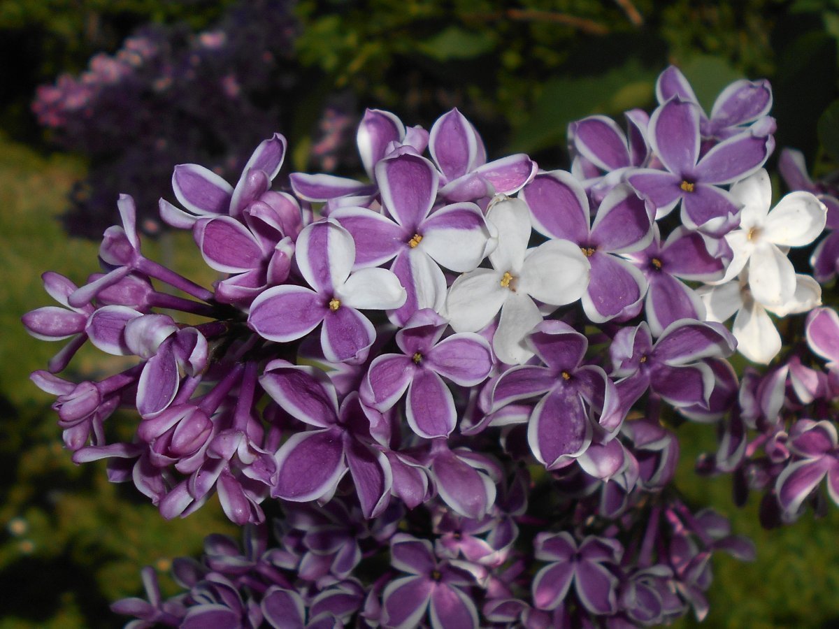 Сирень обыкновенная Сенсация - фото 10