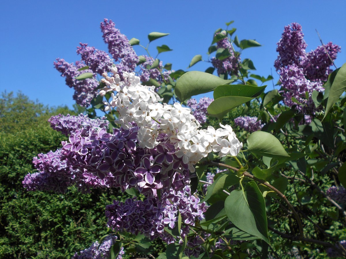 Сирень обыкновенная Сенсация - фото 6