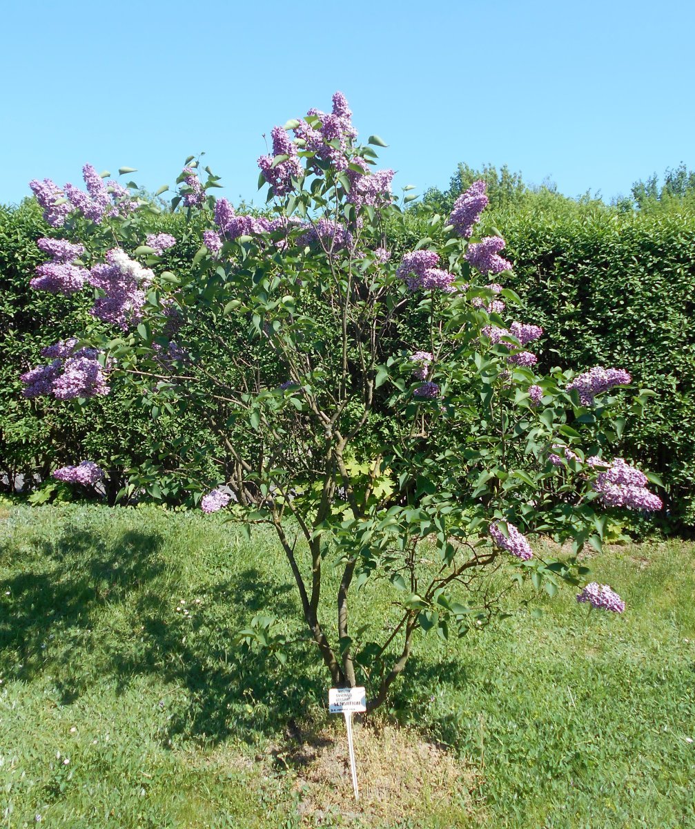 Сирень обыкновенная Сенсация - фото 4