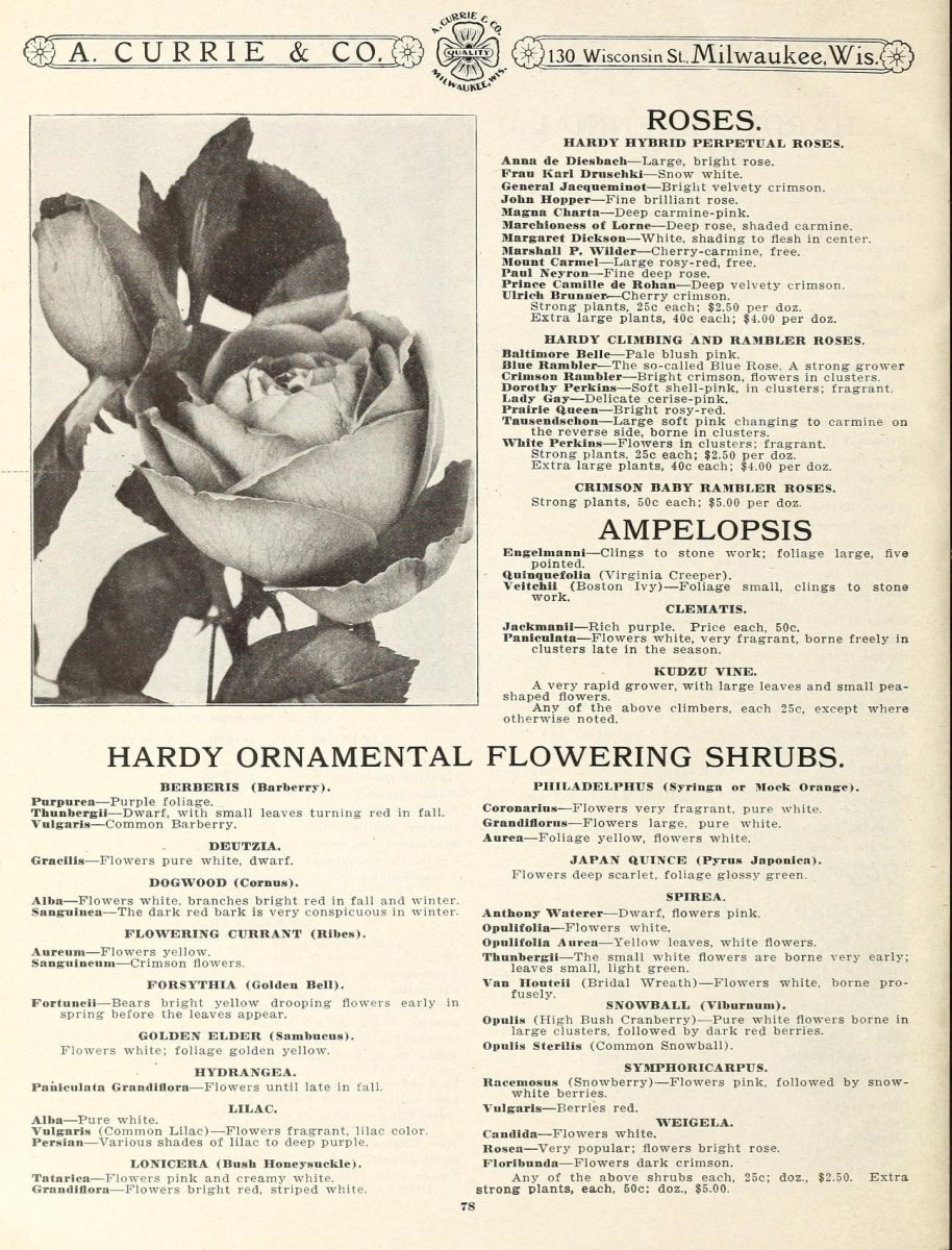 Сирень обыкновенная Сент Маргарет