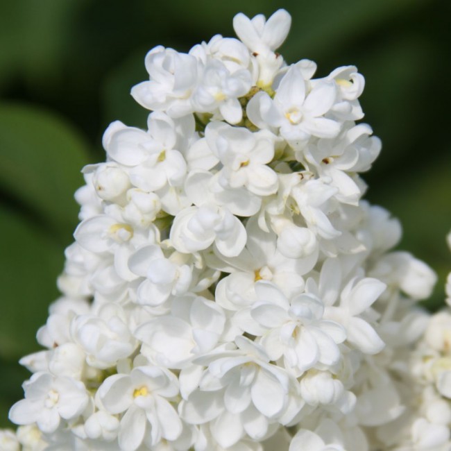 Сирень обыкновенная Сент Маргарет