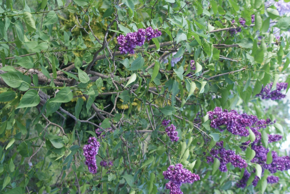 Сирень обыкновенная Чарльз Джоли - фото 4