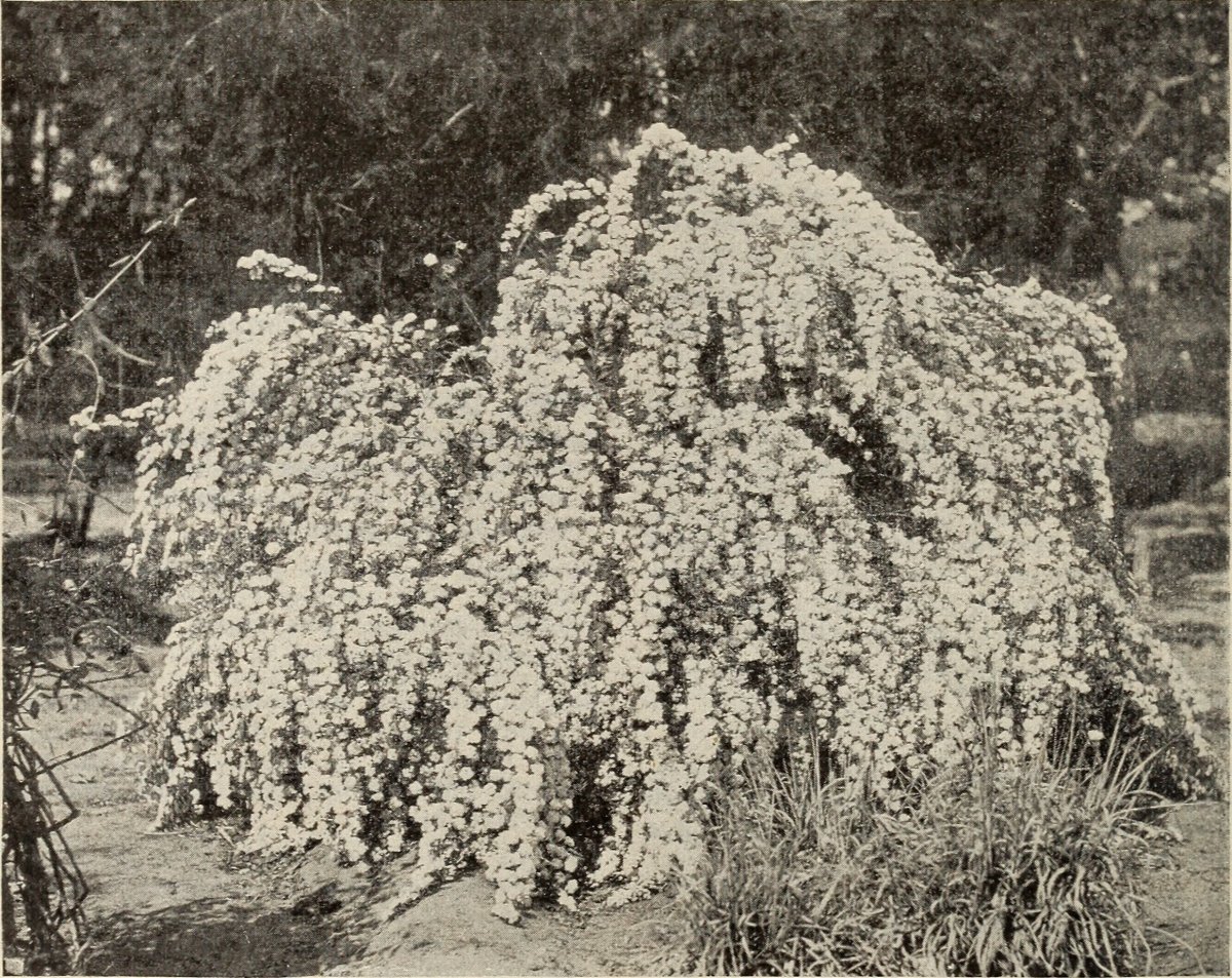 Сирень обыкновенная Чарльз Джоли