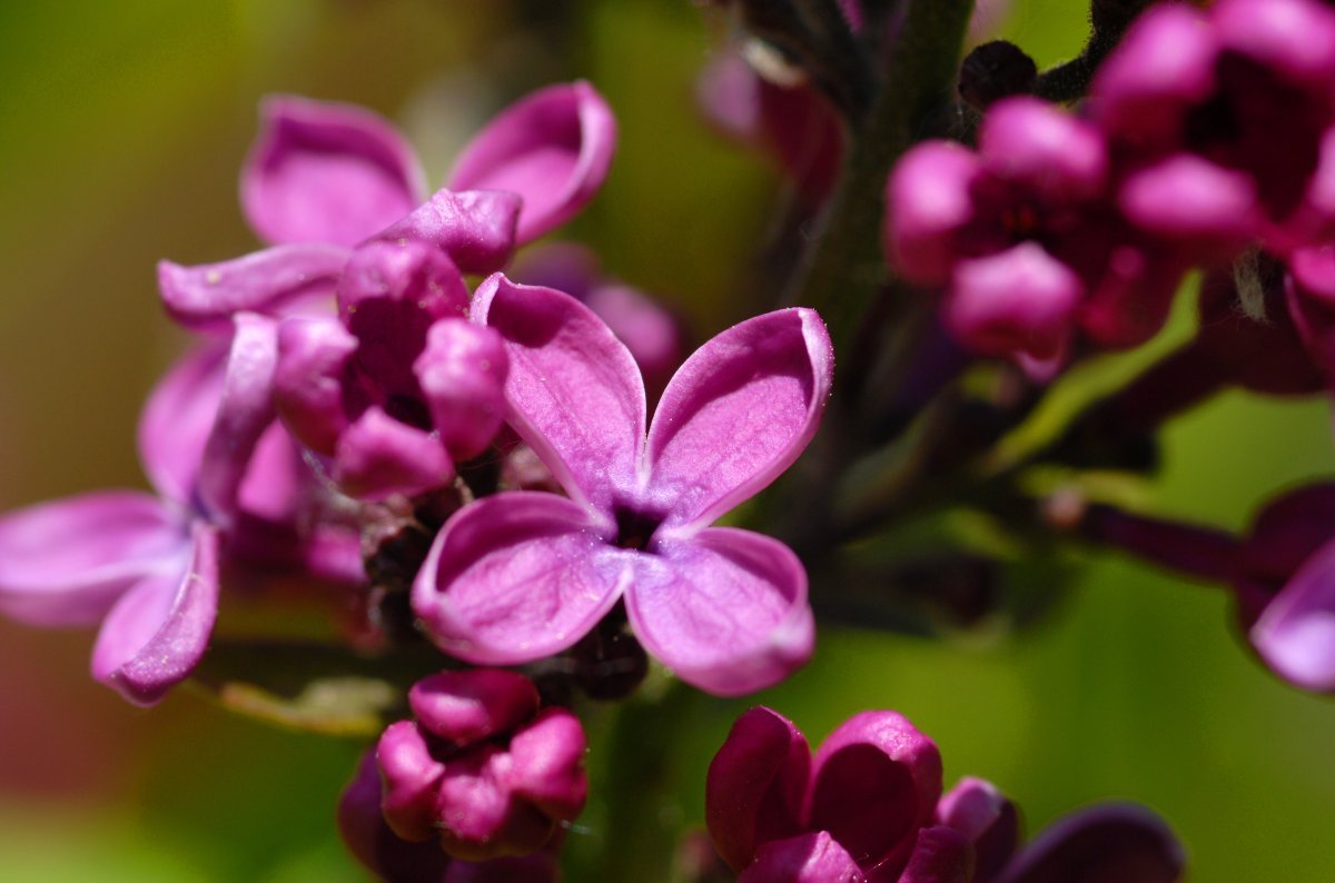 Сирень обыкновенная Чарльз Джоли - фото 6