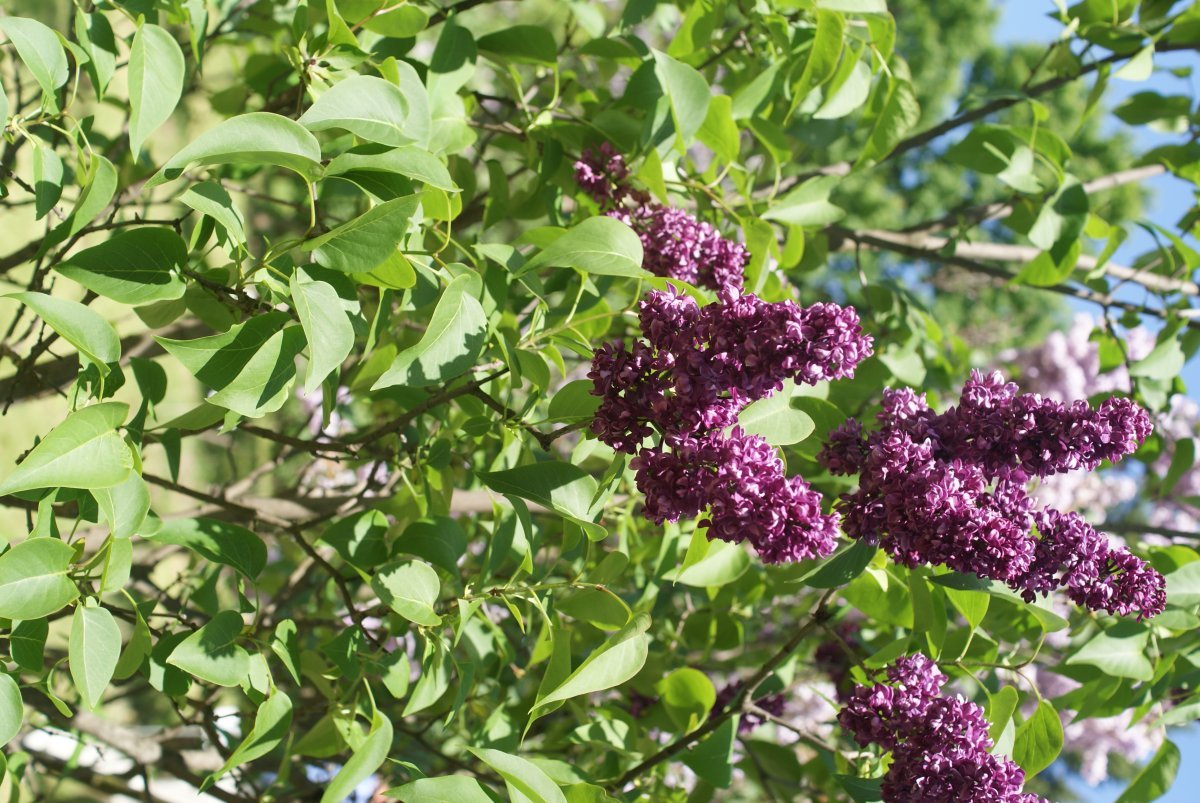 Сирень обыкновенная Чарльз Джоли - фото 5