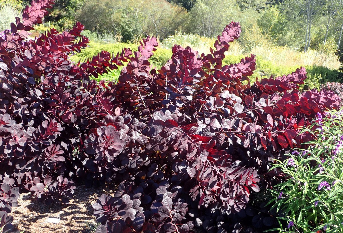 Скумпия Роял Перпл - фото 7