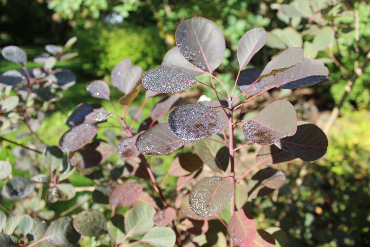 Скумпия Роял Перпл - фото 6