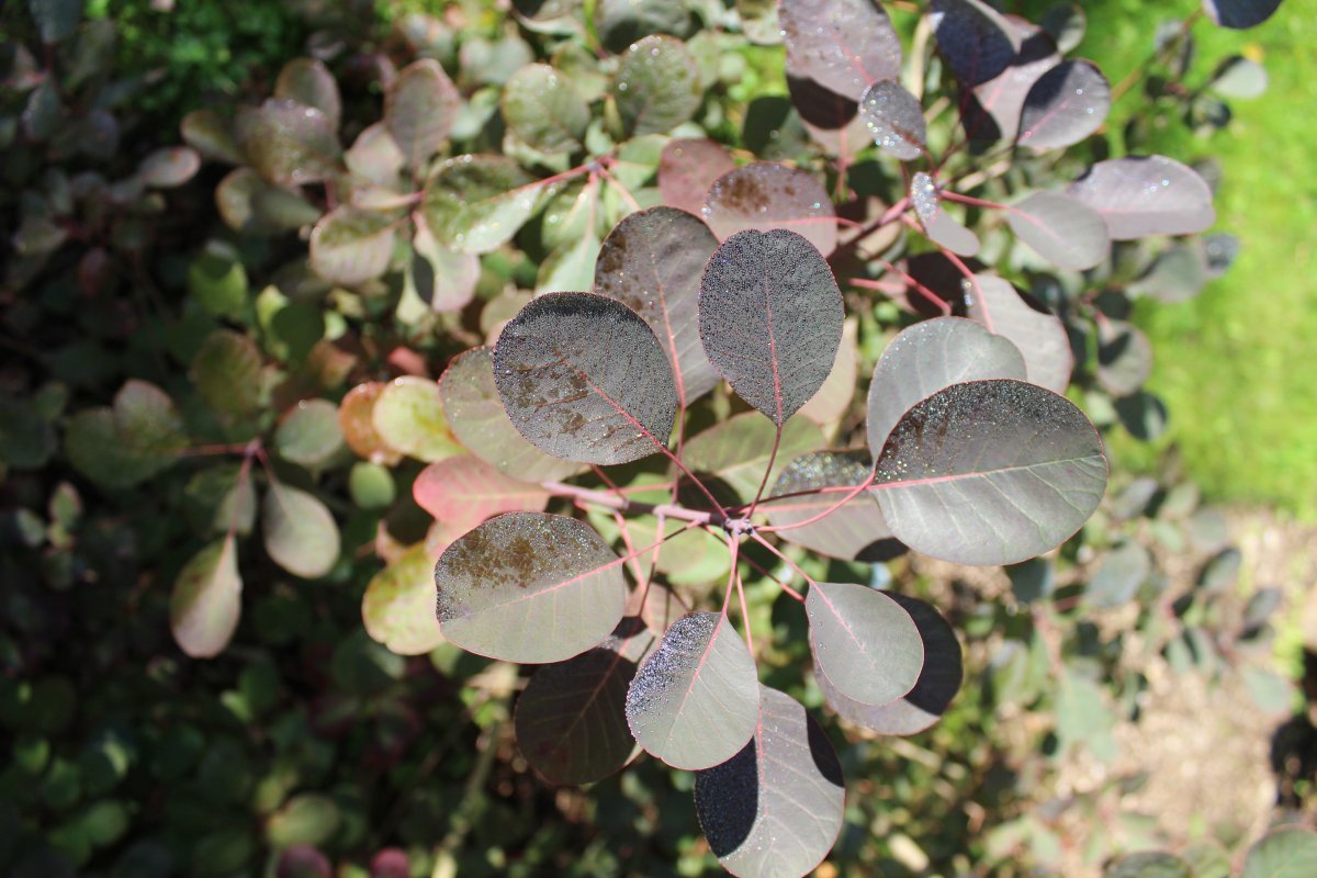 Скумпия Роял Перпл - фото 4