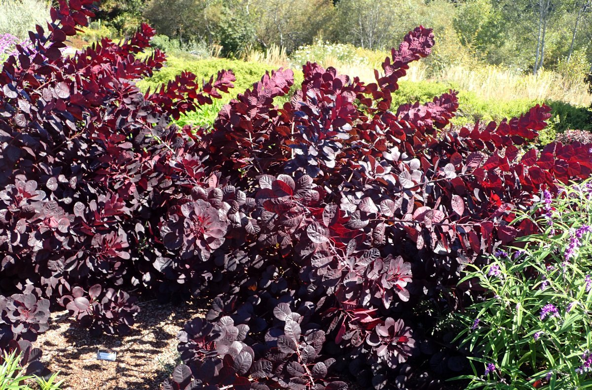 Скумпия Роял Перпл - фото 8