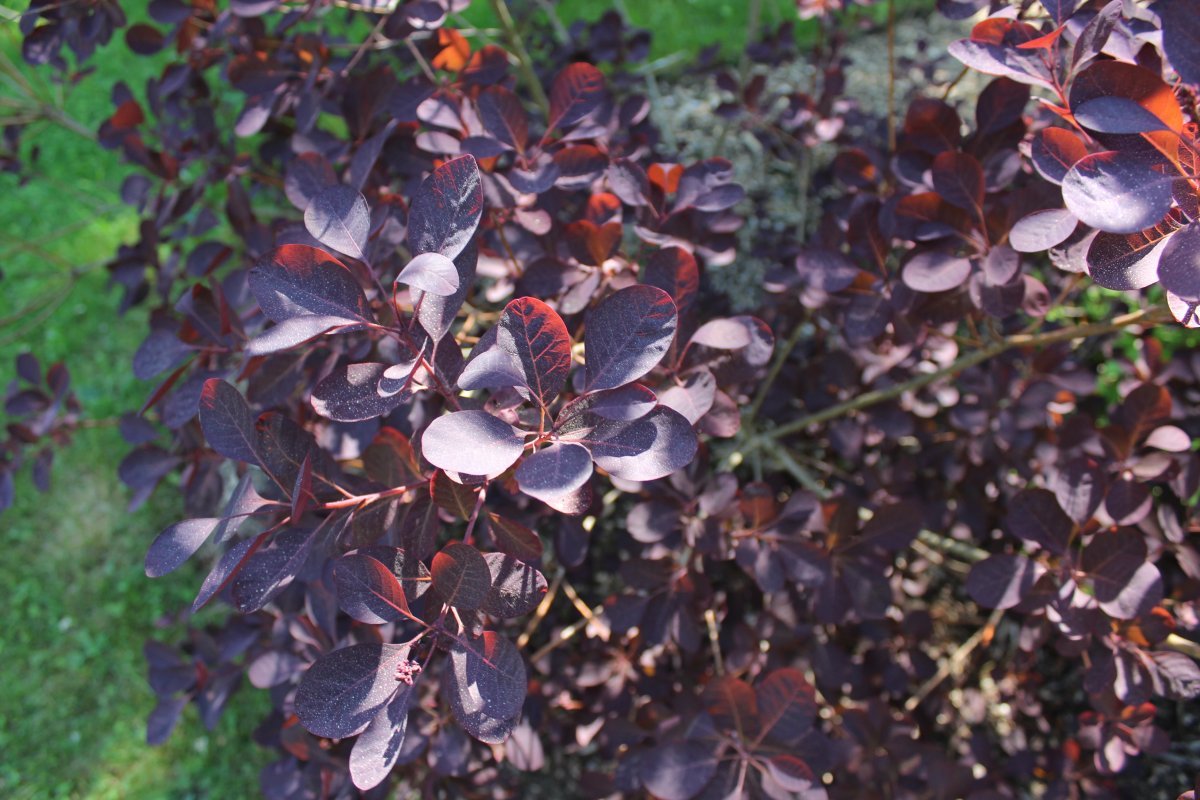 Скумпия Роял Перпл - фото 3