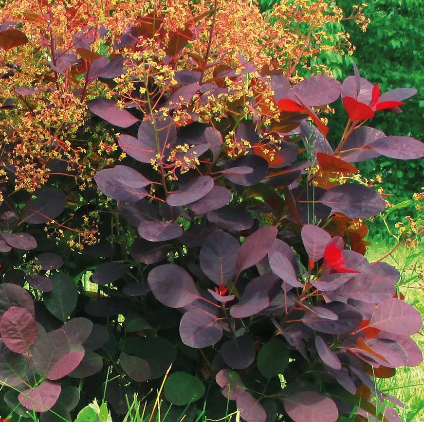 Скумпия Роял Перпл