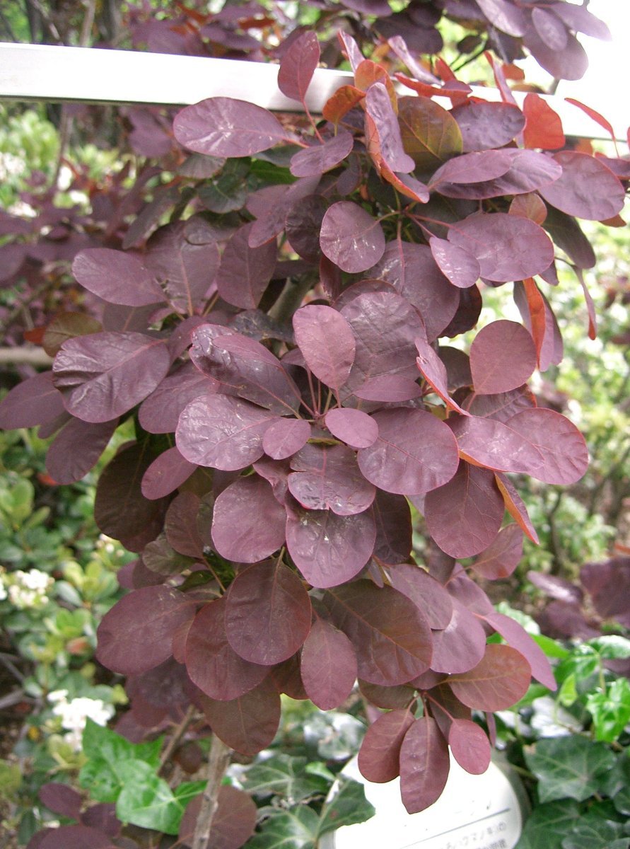 Скумпия Роял Перпл - фото 11