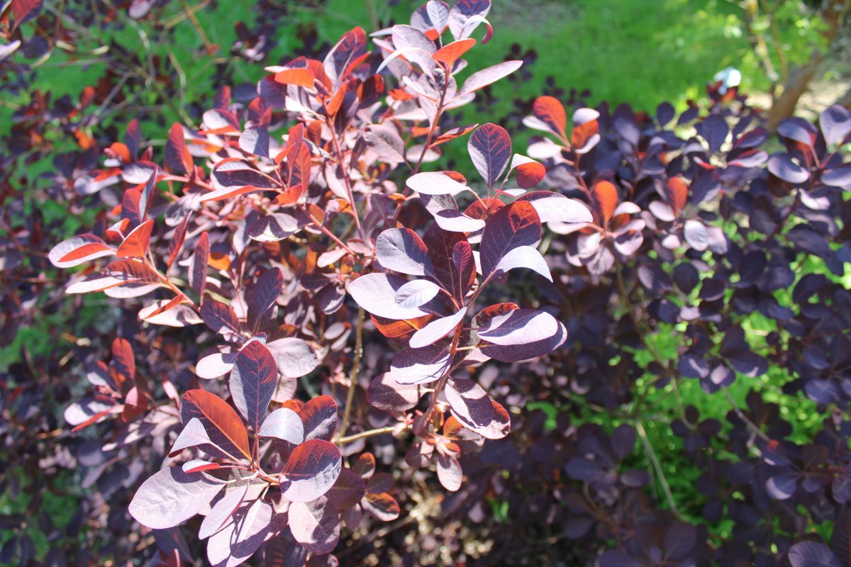 Скумпия Роял Перпл