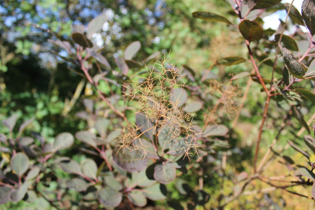 Скумпия Роял Перпл - фото 5