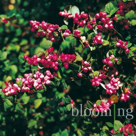 Снежноягодник Дооренбоса Меджик Берри