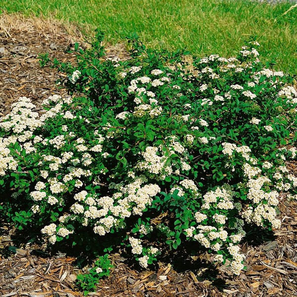 Спирея ниппонская Вайт Карпет