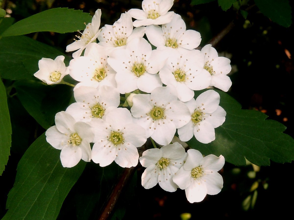 Спирея ниппонская Сноумаунд - фото 3