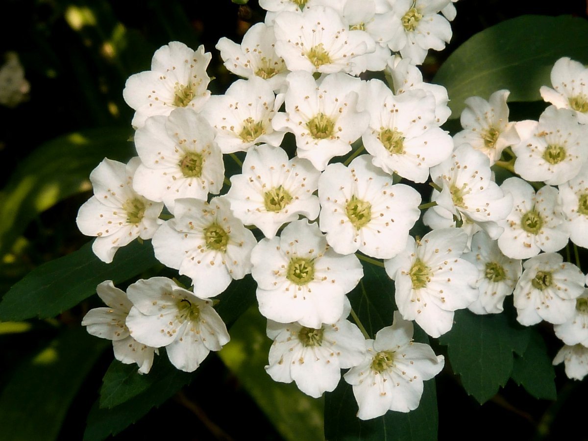 Спирея ниппонская Сноумаунд - фото 4