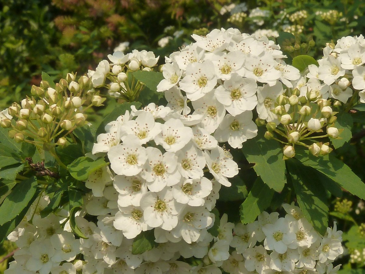 Спирея ниппонская Сноумаунд - фото 9