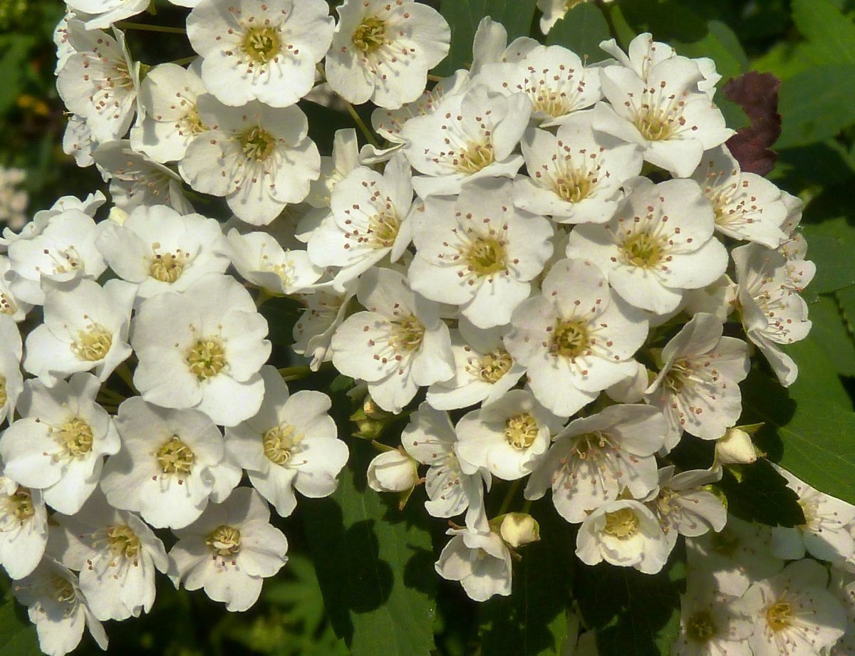 Спирея ниппонская Сноумаунд - фото 7