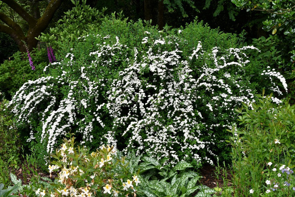 Спирея ниппонская Сноумаунд