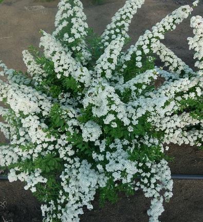 Спирея ниппонская Сноумаунд