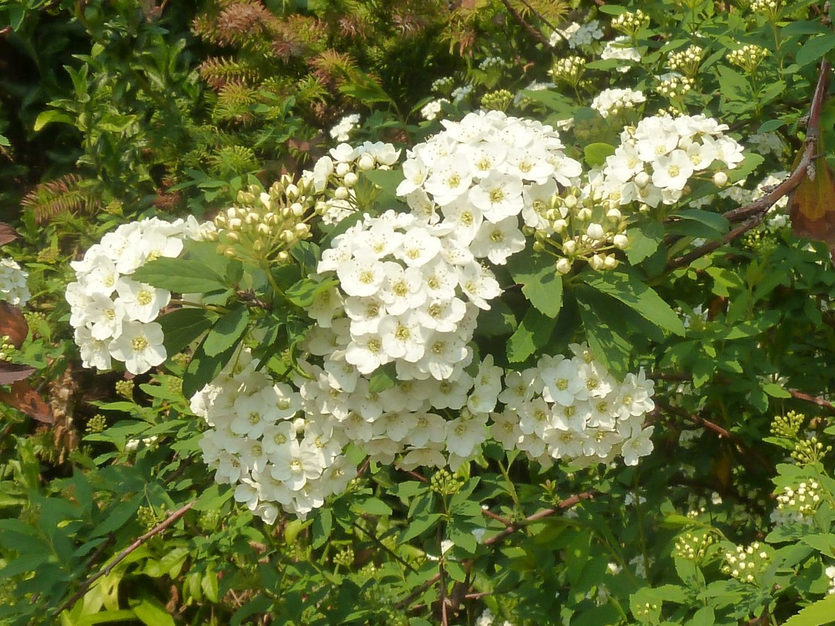 Спирея ниппонская Сноумаунд - фото 8