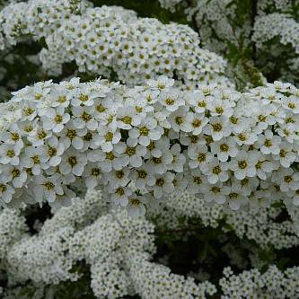 Спирея серая Грейфшейм