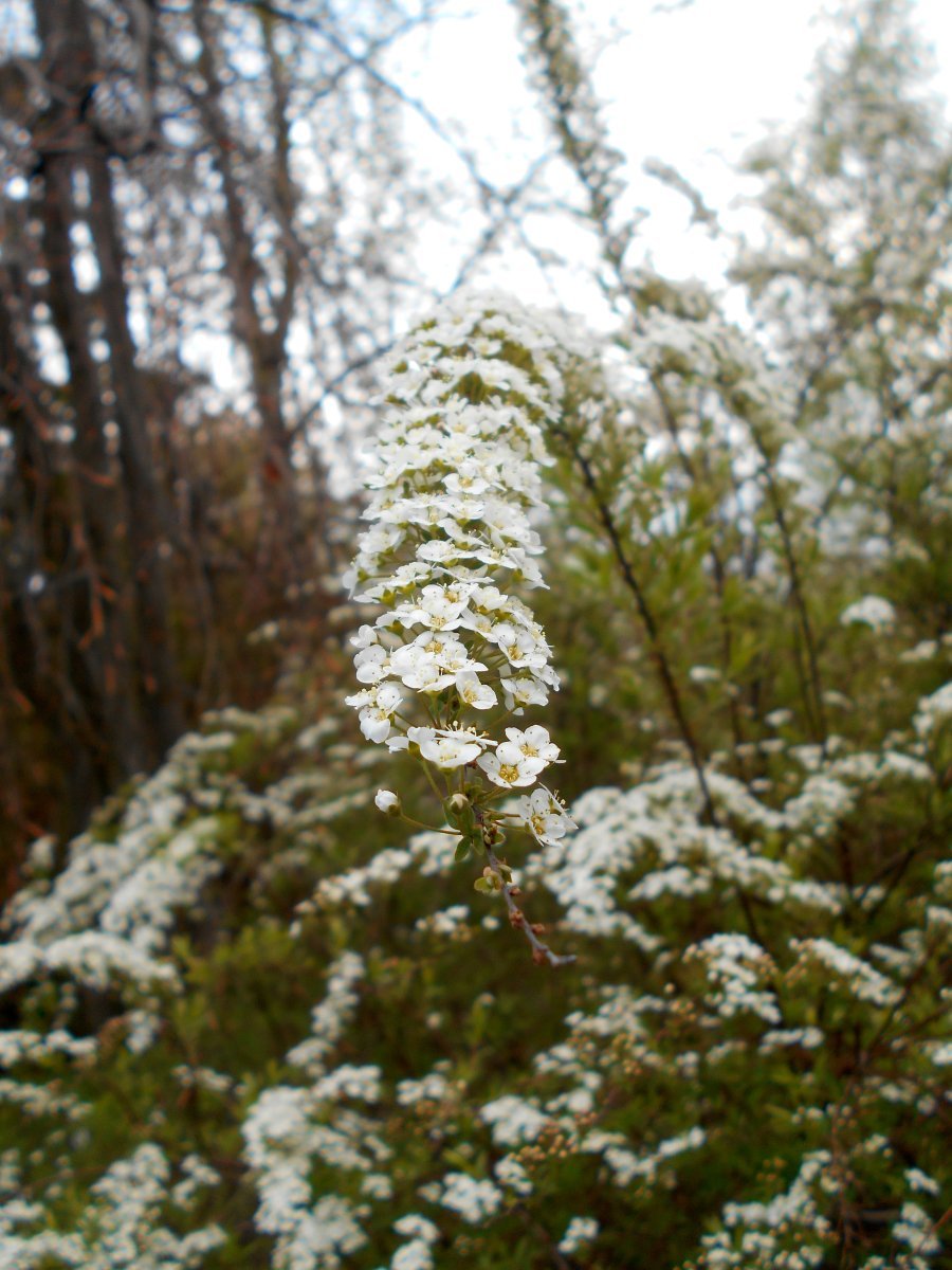 Спирея серая Грейфшейм - фото 8
