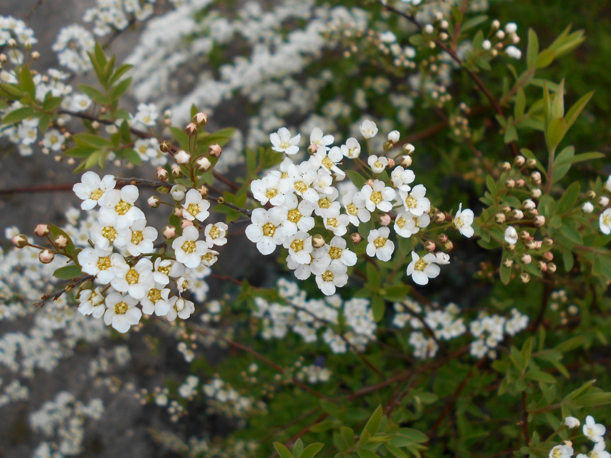 Спирея серая Грейфшейм - фото 7