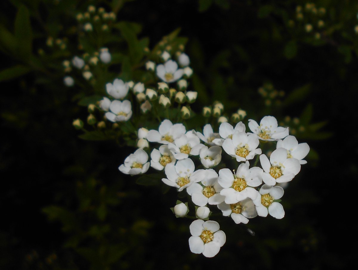 Спирея серая Грейфшейм