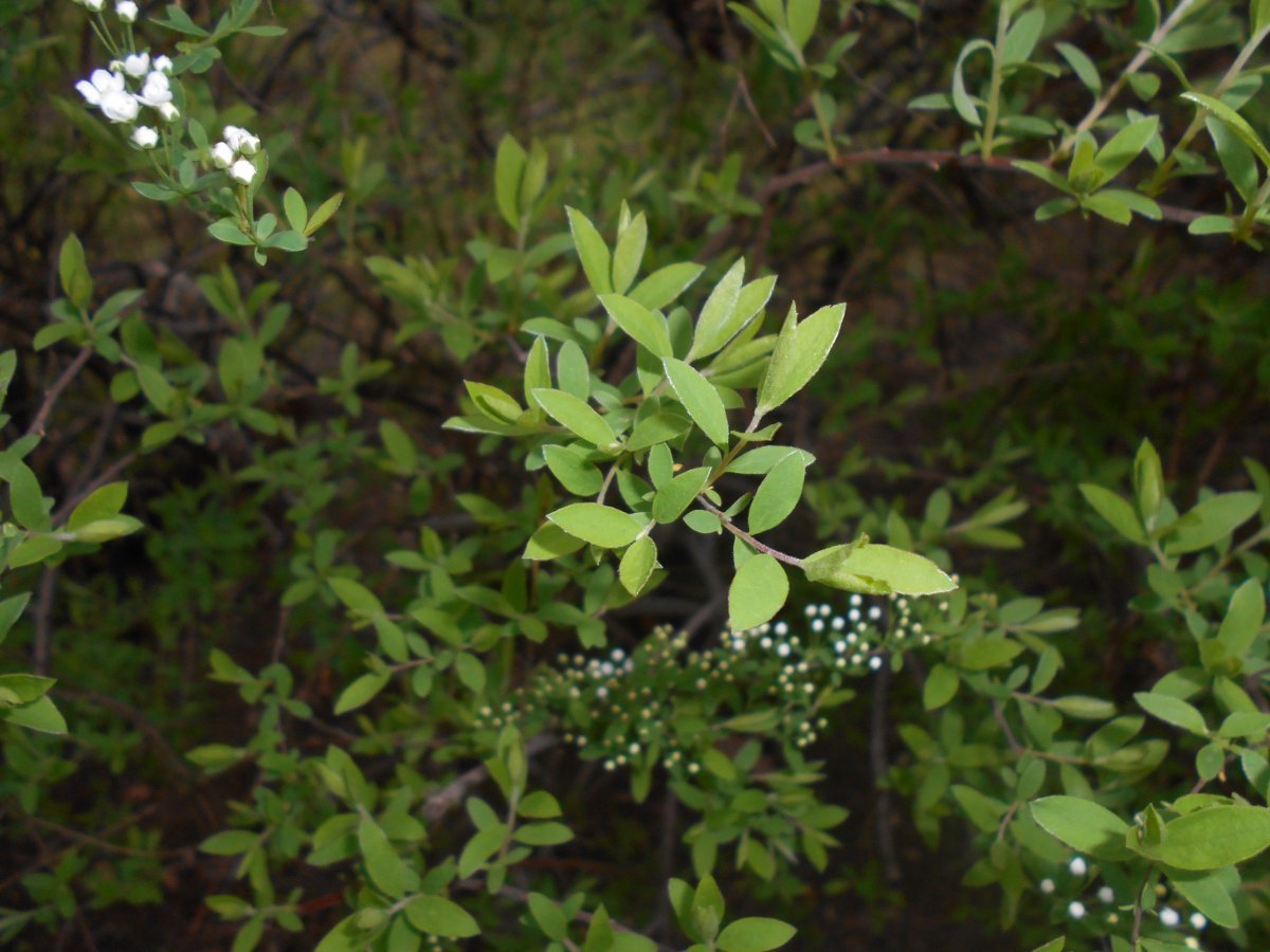 Спирея серая Грейфшейм - фото 3