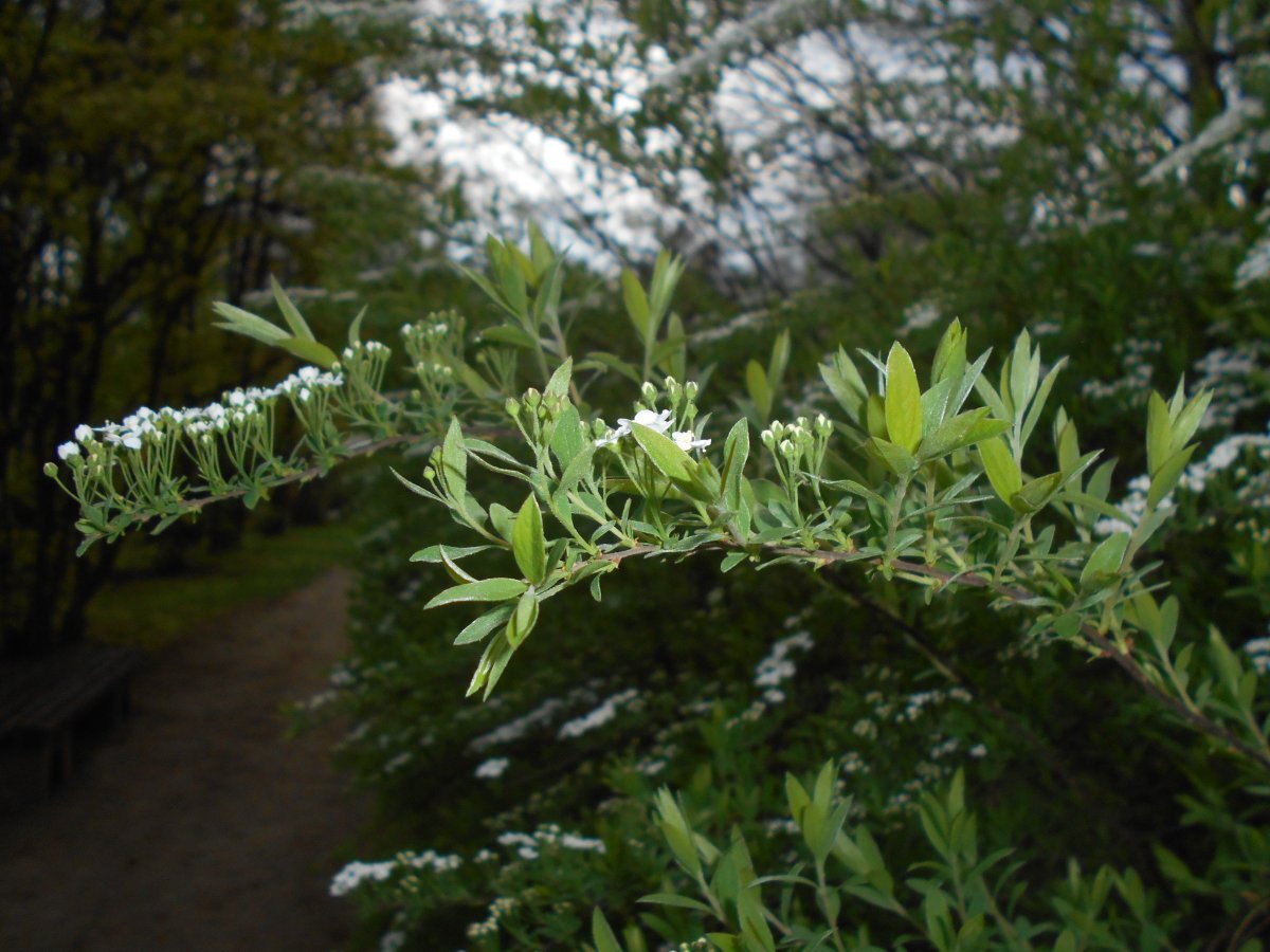Спирея серая Грейфшейм - фото 5