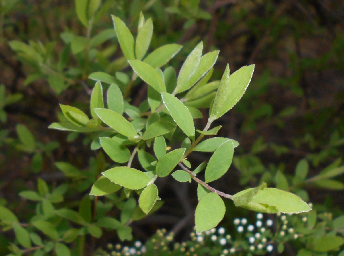 Спирея серая Грейфшейм - фото 4