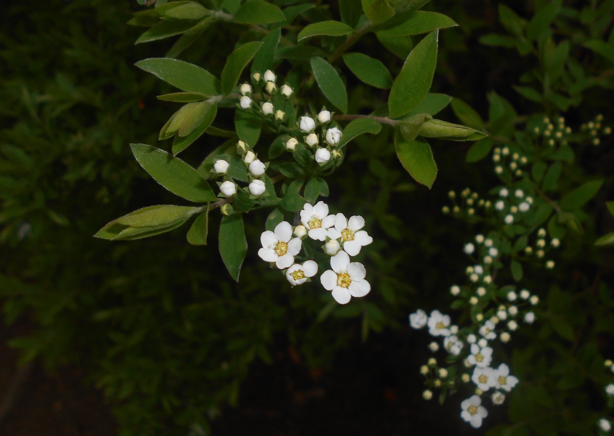 Спирея серая Грейфшейм - фото 6