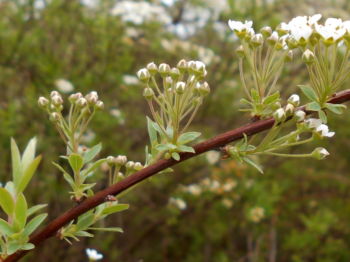 Спирея серая Грейфшейм - фото 9