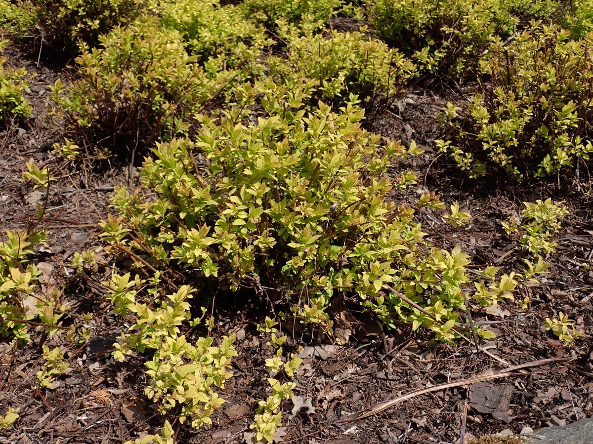 Спирея японская Голден Принцесс - фото 5