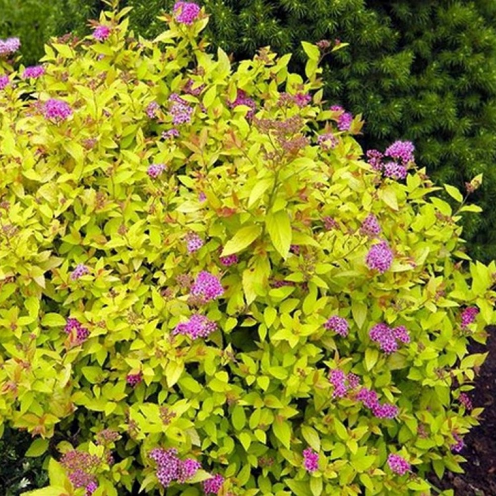 Спирея японская Голден Принцесс