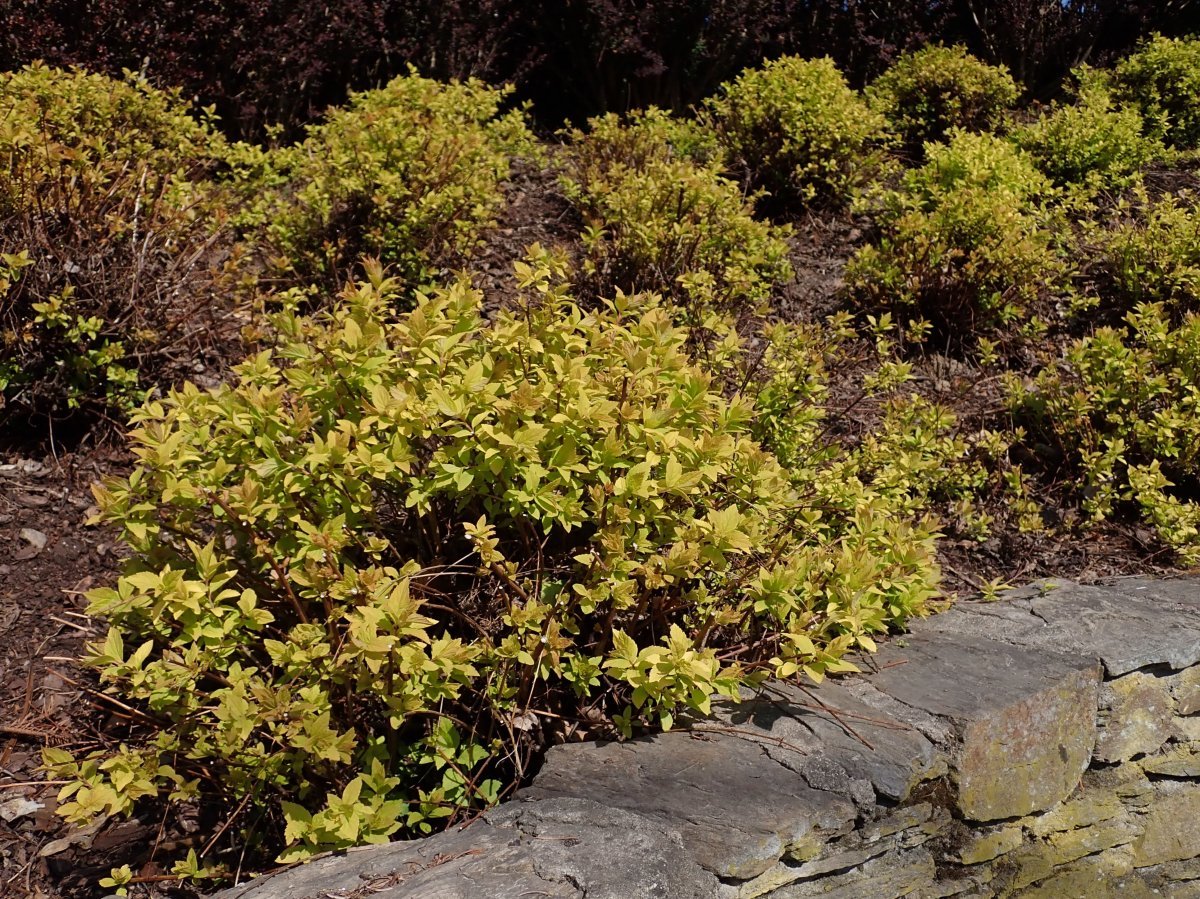 Спирея японская Голден Принцесс - фото 4