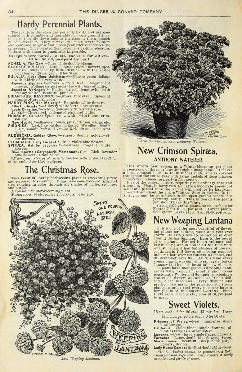 Спирея японская Голден Принцесс