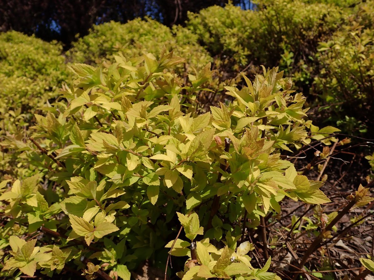 Спирея японская Голден Принцесс - фото 6