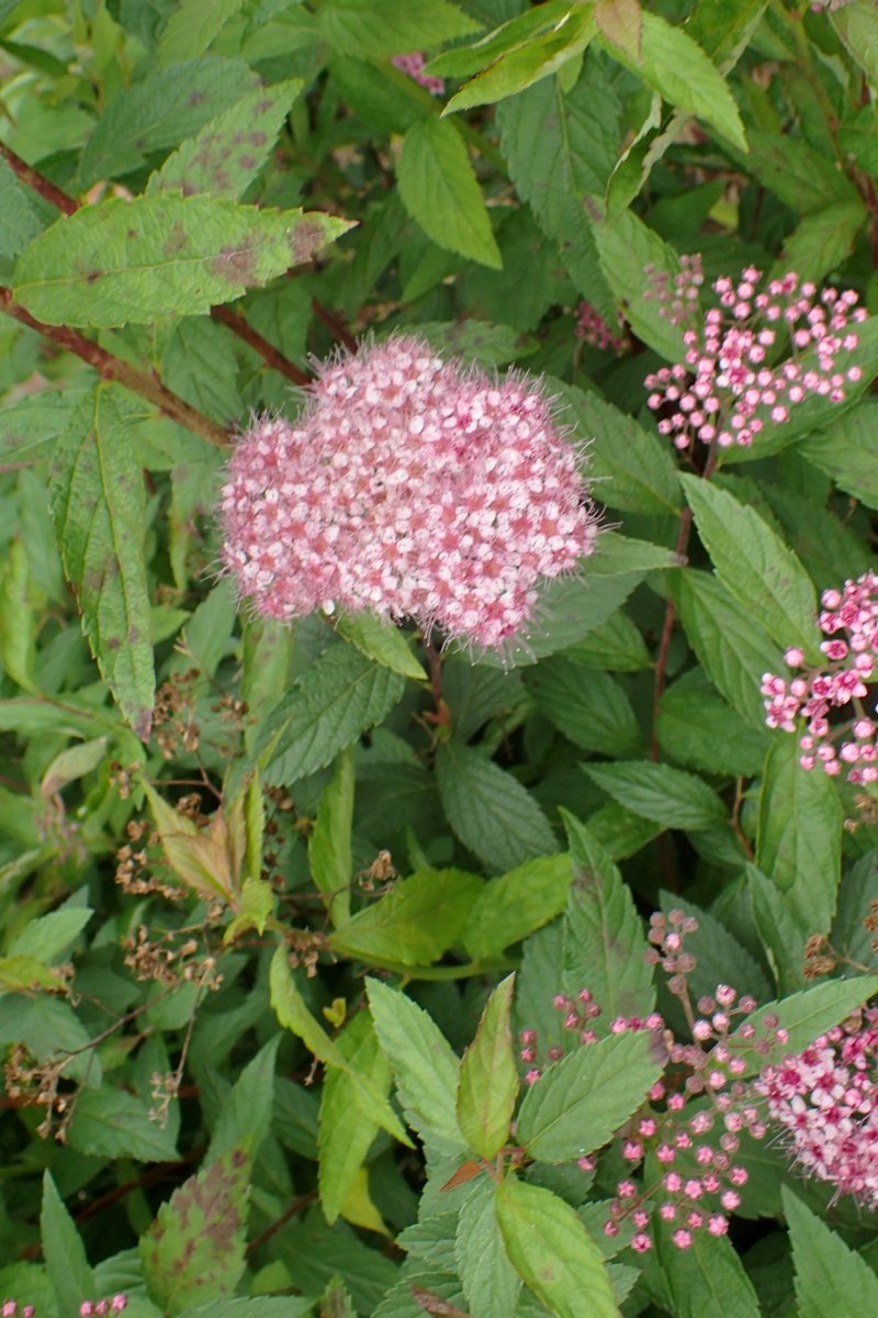 Спирея японская Голдфлейм - фото 10