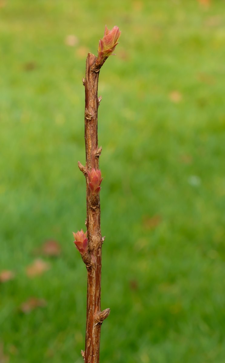 Спирея японская Голдфлейм - фото 3