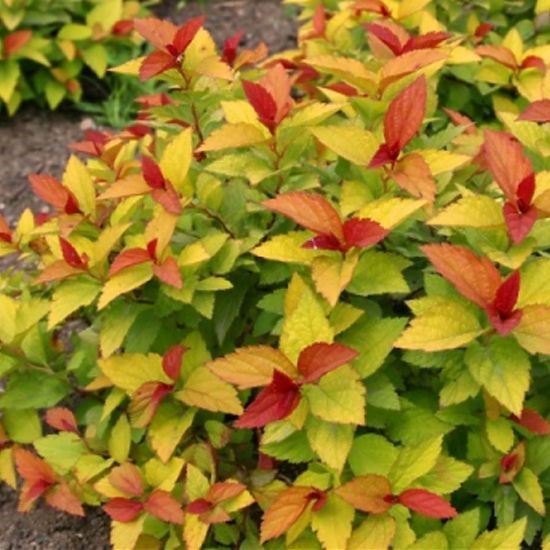 Спирея японская Голдфлейм