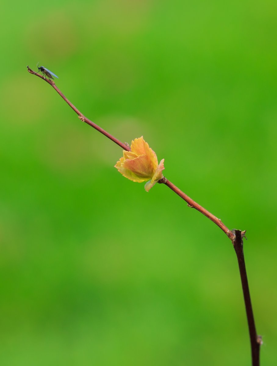 Спирея японская Голдфлейм - фото 7